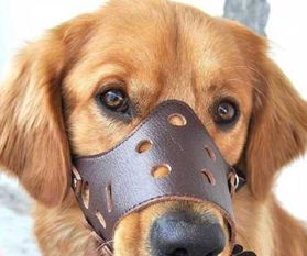 武汉出台养犬管理新规 遛狗不戴嘴套最高罚千元，物业监管不力最高罚3万