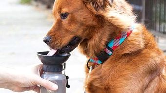 钱途无限 这14款宠物用品今年圣诞季注定热销