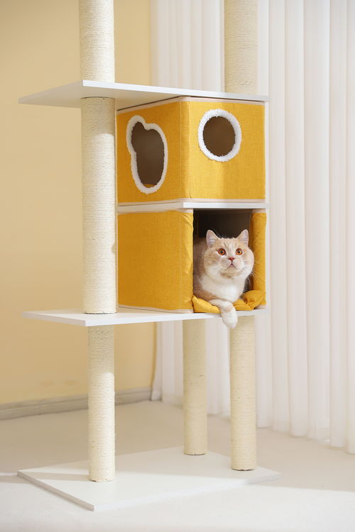 宠物用品新宠 天元猫爬架及专业宠物美容服务指南